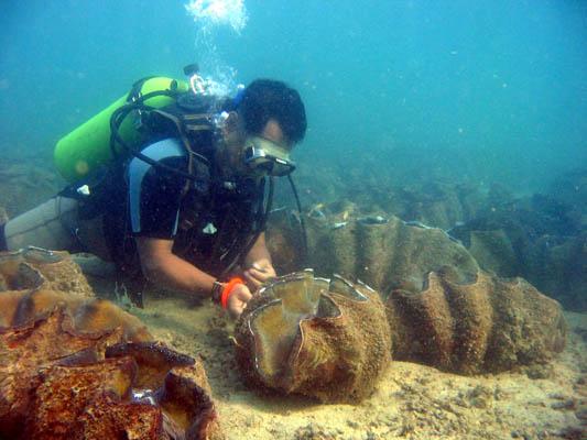 An unusual diving or snorkelling experience one can have in Hundred Islands is hovering over hundreds and hundreds of Giant Clams near Quezon Island.
These Giant Clams (locally called Taklobo and scientific name Tridacna Gigas) are the results of the research efforts jointly conducted by the UP Marine Science Institute and Alaminos City.
Photo by:: EPPGarcia (2006)